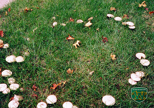 Fairy Ring Fungal Disease on Lawn